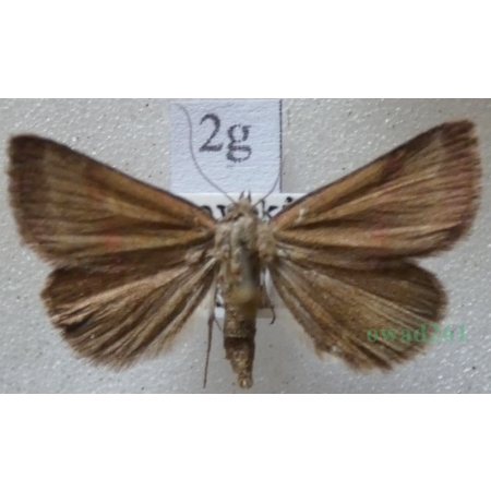 Phytometra viridaria (Clerck, 1759) Pomiarka oliwinka Slovakia2g